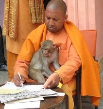 yogi5